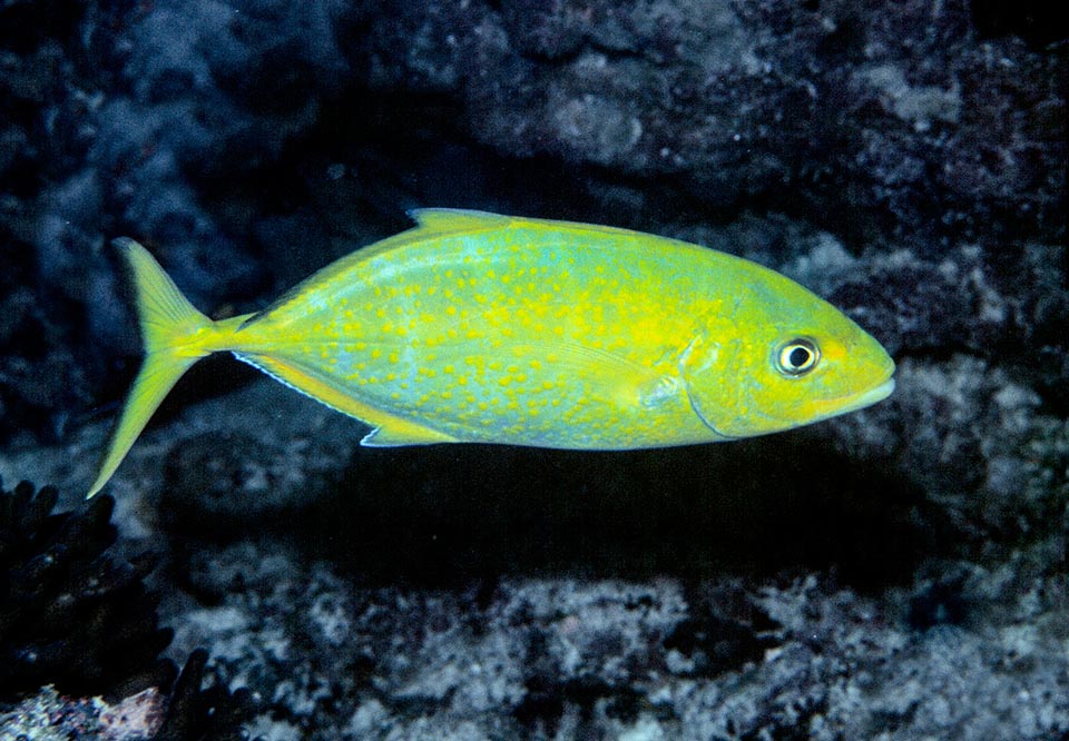 Carangoides bajad, Carangidae