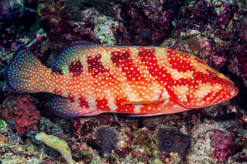 The livery is changeable and may be marbled or with vertical bands that break the outline for better surprising the prey, usually small fishes with a 20% of crustaceans