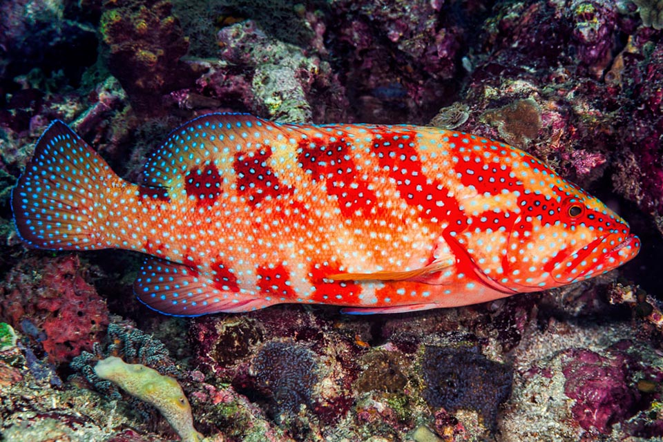 The livery of Cephalopholis miniata is changeable and may be marbled or with vertical bands that break the outline for better surprising the prey, usually small fishes with a 20% of crustaceans