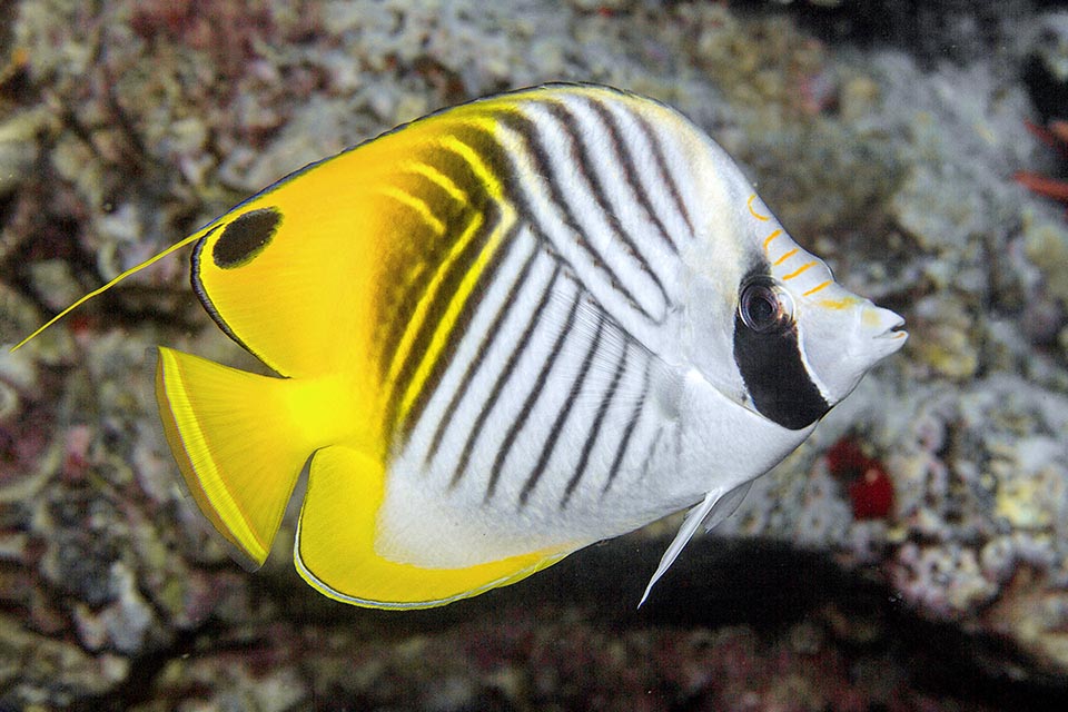 The eye is well hidden by a black band, whilst a fake eye, placed in the peripheral dorsal zone, conveys the predators to the less vital part of the body 