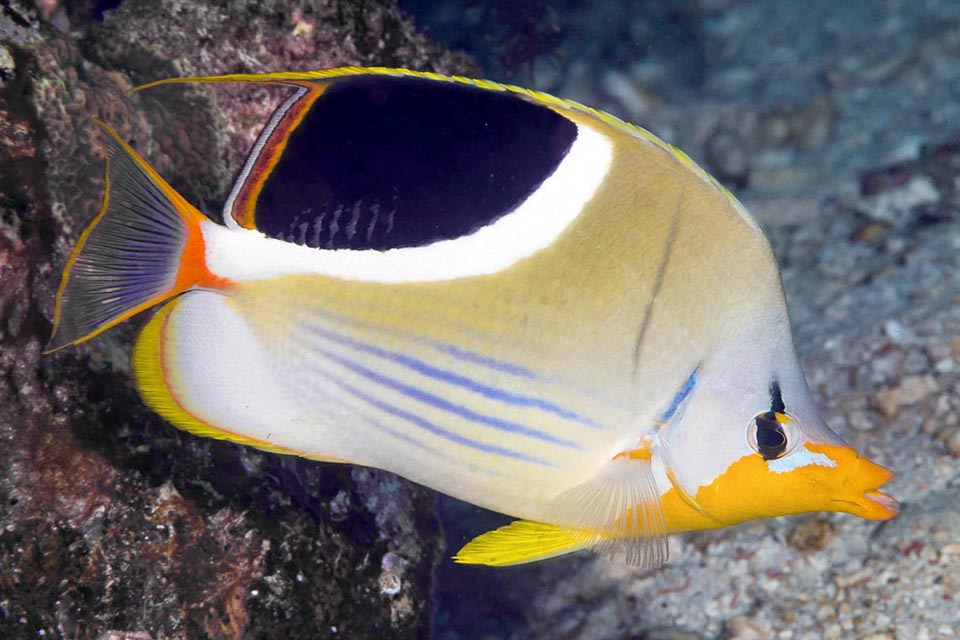 On remarque sur ses côtés des bandes parallèles bleuâtres. Le museau, jaune orangé, est allongé afin de capturer la microfaune dans les creux 