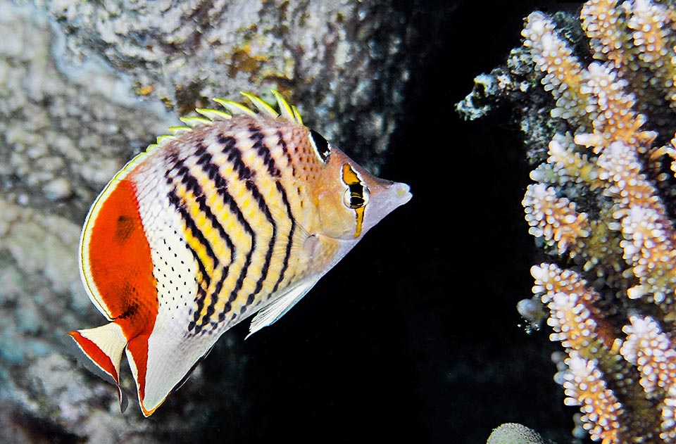 Si nutre di policheti, piccoli crostacei ed alghe con una particolare predilezione per i polipi delle gorgonie e delle madrepore