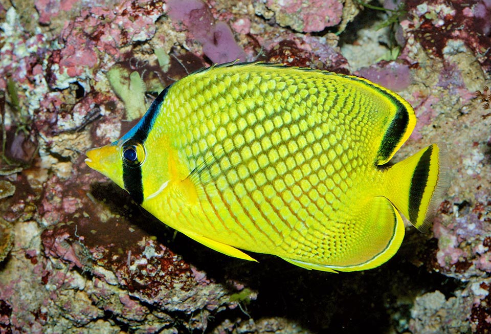 The dark border of the scales forms a mimetic reticle. The black band with blue edge hides the head, whilst the parallel one on the tail simulates it, confusing predators