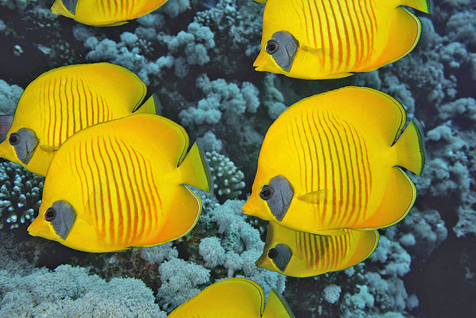 Plano y redondeado con las aletas extendidas, alcanza los 20 cm. Se nutre de la microfauna del arrecife, sobre todo pólipos coralinos, pero también moluscos y crustáceos