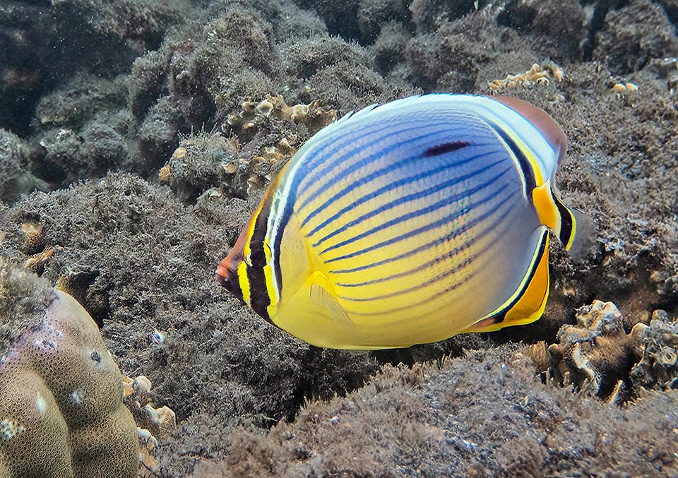 Consequently, not having to look for food in the ravines, the snout is decidedly short for a butterflyfish