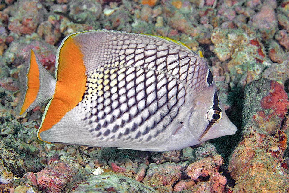 14 cm long at most, with a squared profile, it distinguishes for the checkered livery formed a by cross hatching that draws a net on the sides