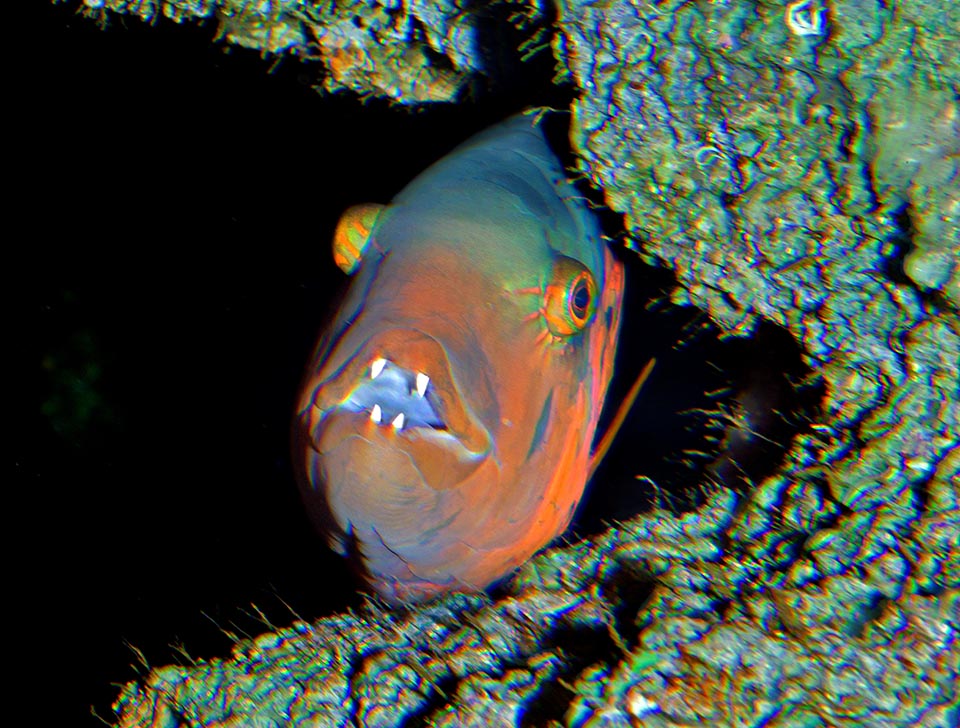 The solid incisors break easily, like a nutcracker, the shells of the mollusks and the armors of the crustaceans and of the sea urchins it eats