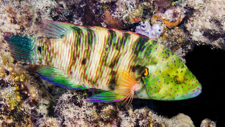 Cheilinus lunulatus Monaco Nature Encyclopedia