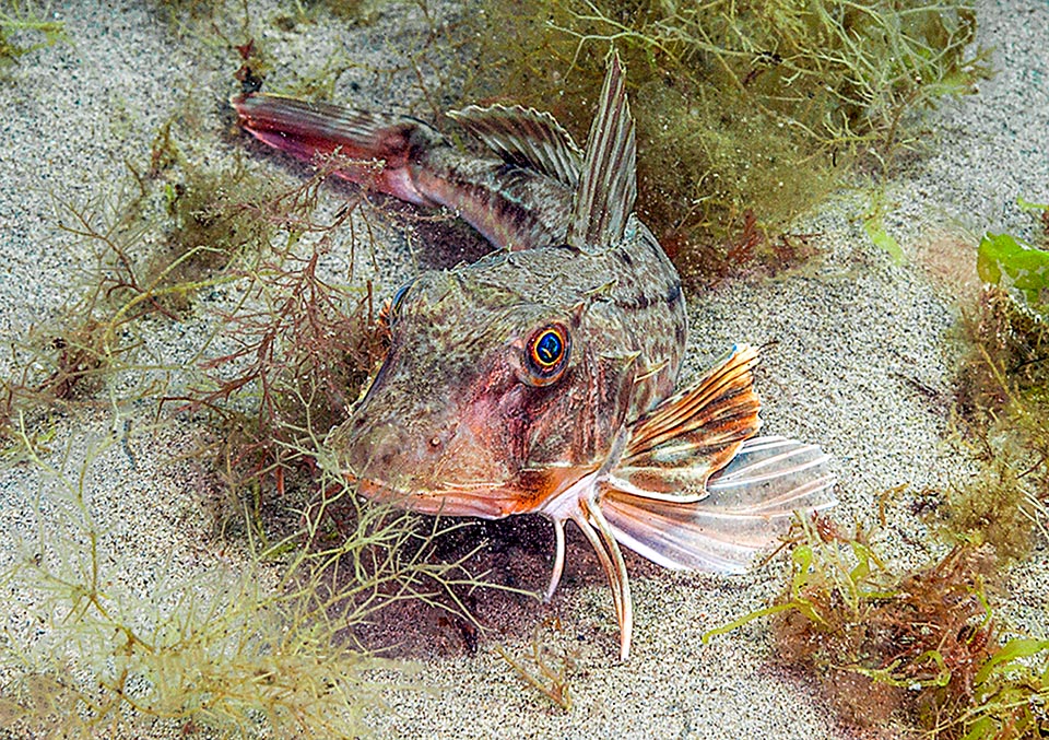 Especie bentónica, de hasta 70 cm, Chelidonichthys lucerna come crustáceos, moluscos y peces del fondo. Puede llegar a los 6 kg, pero los que se pescan suelen pesar un poco más de la mitad.