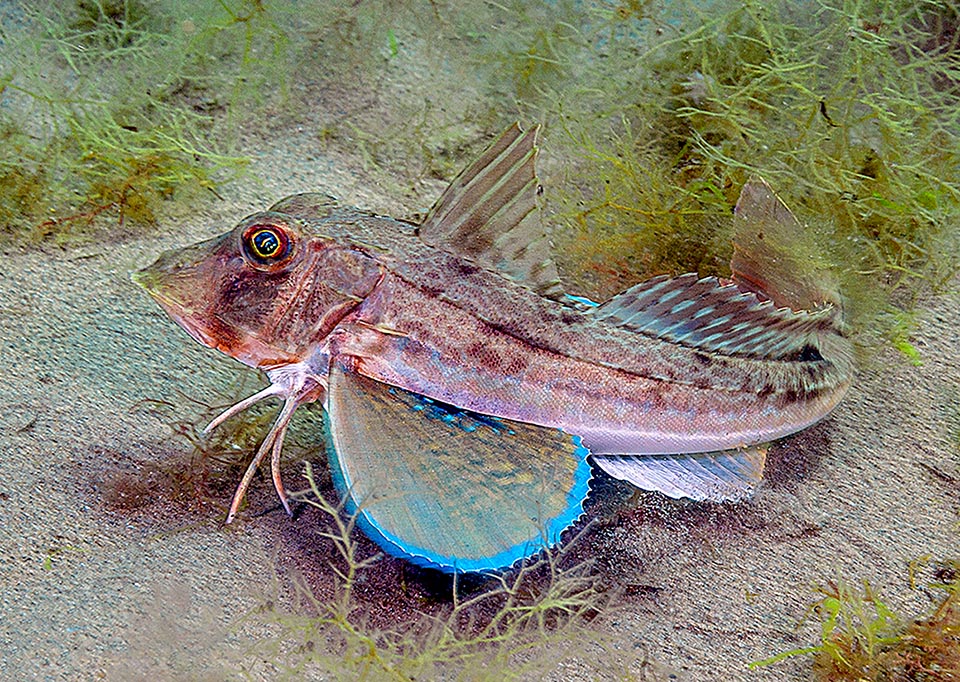 Chelidonichthys lucerna caza en el fondo, a 20-300 m, moviéndose sobre los tres radios libres de las pectorales, que también son órganos sensoriales. Desova miles de huevos pelágicos en pleno invierno.