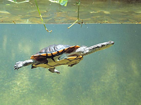 It frequents slow-moving waters where it mainly hunts fishes © Giuseppe Mazza