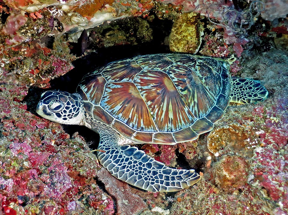 Le squame non sono imbricate, ovvero non si sovrappongono. Nel capo troviamo un paio di prefrontali e nessuna squama preoculare