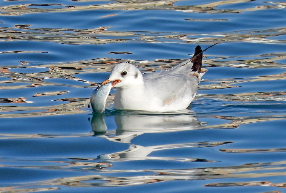 Chroicocephalus ridibundus, Mouette rieuse 