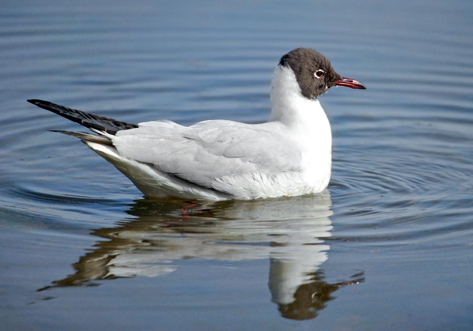 Chroicocephalus ridibundus, Black-headed gull 