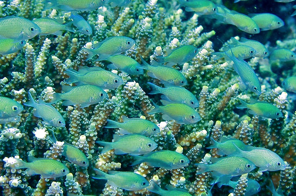 Vive en pequeños bancos, resguardándose de los depredadores entre las ramas espinosas de las madréporas del género Acropora