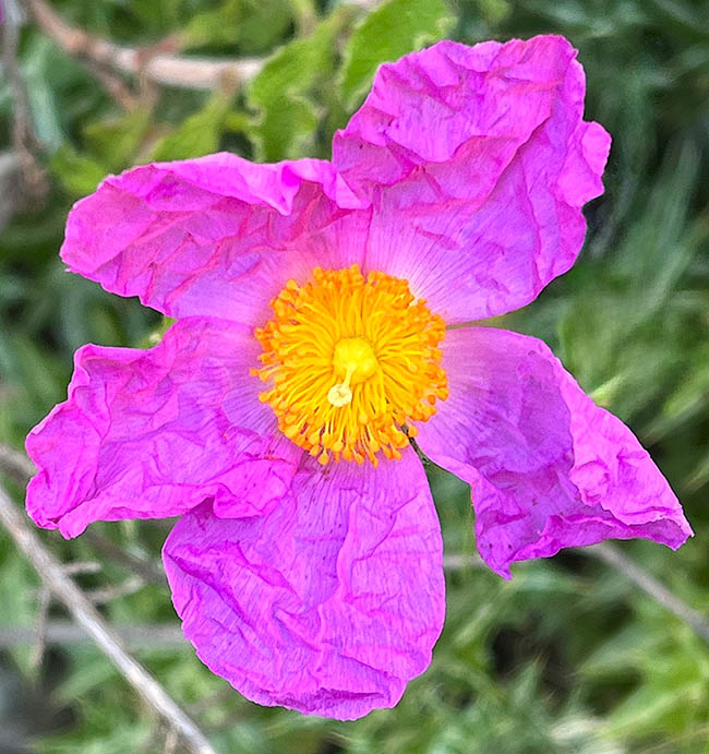 Cistus creticus La corolla, larga 4-5 cm, effimera, con 5 petali spiegazzati come negli altri Cistus, può avere varie tonalità di rosso.