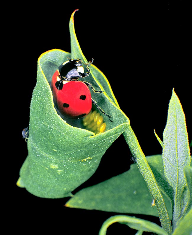 Coccinella septempunctata, Seven-spotted ladybug, Common ladybug, Coccinellidae