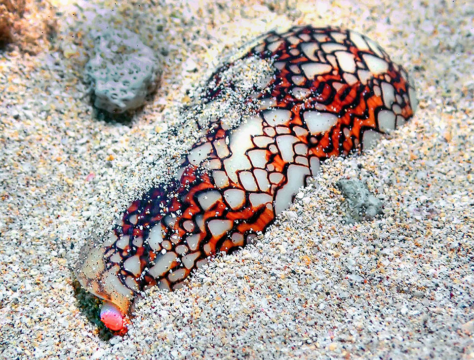 De h&aacute;bitos predominantemente nocturnos, el Conus textile suele encontrarse enterrado en la arena durante el d&iacute;a, protegido de la luz.