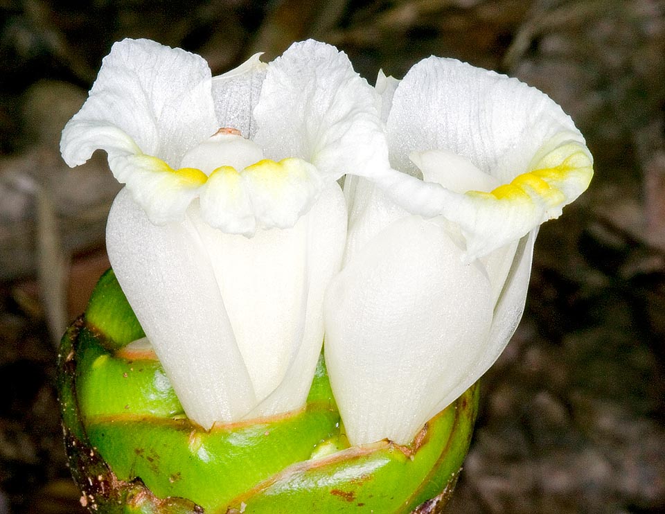 Costus afer, Costaceae