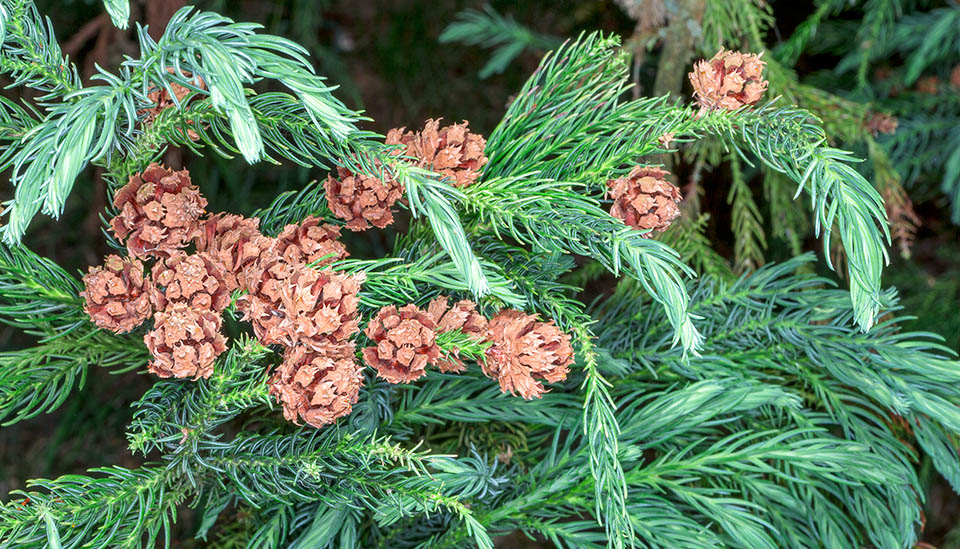 Cryptomeria japonica, Japanese cedar, Cupressaceae