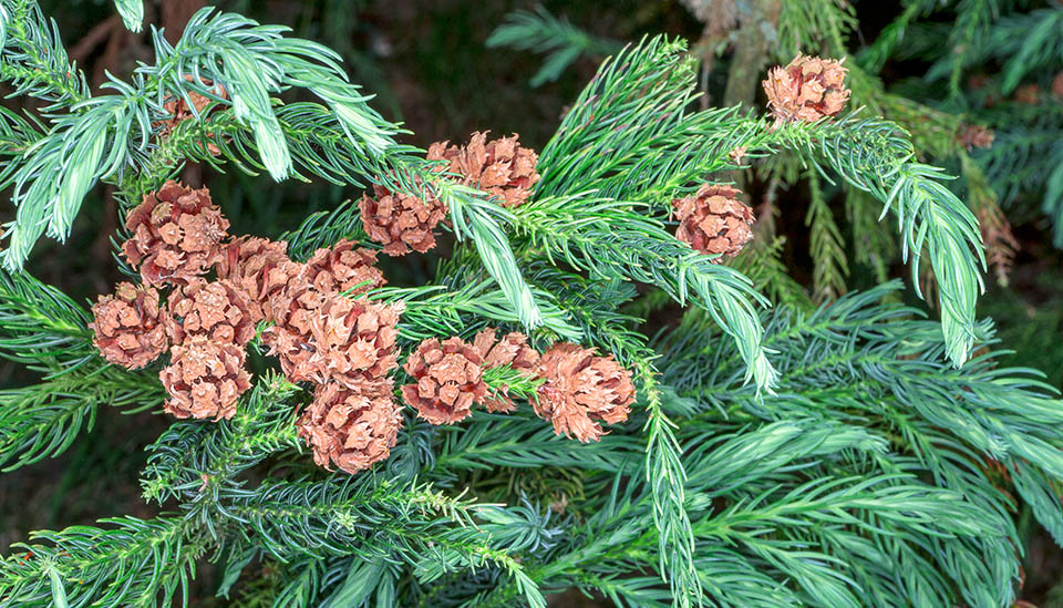 Cryptomeria japonica, cedro rosso del Giappone, criptomeria, Cupressaceae