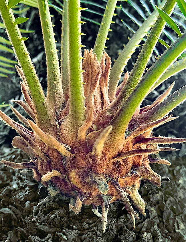 A la base des feuilles de Cycas revoluta se trouvent des écailles protectrices triangulaires avec un tomentum brun et un apex pointu.