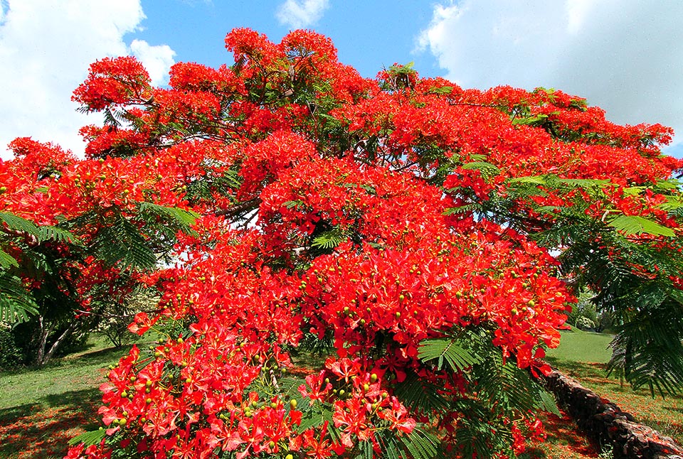 Delonix regia accepting highest of 22-35 °C and lowest of 6-18 °C is often a guest of the gardens due to its dramatic blooming occurring all at once.