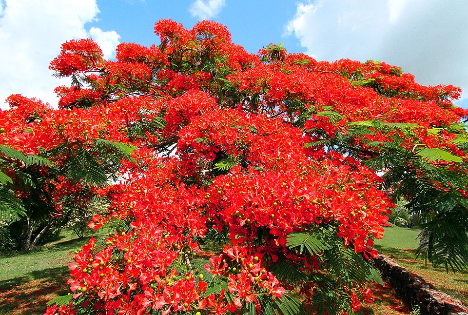 Accettando massime di 22-35°C e minime e 6-18°C Delonix regia è spesso ospite dei giardini per la sua esplosiva fioritura che avviene tutto d’un colpo.