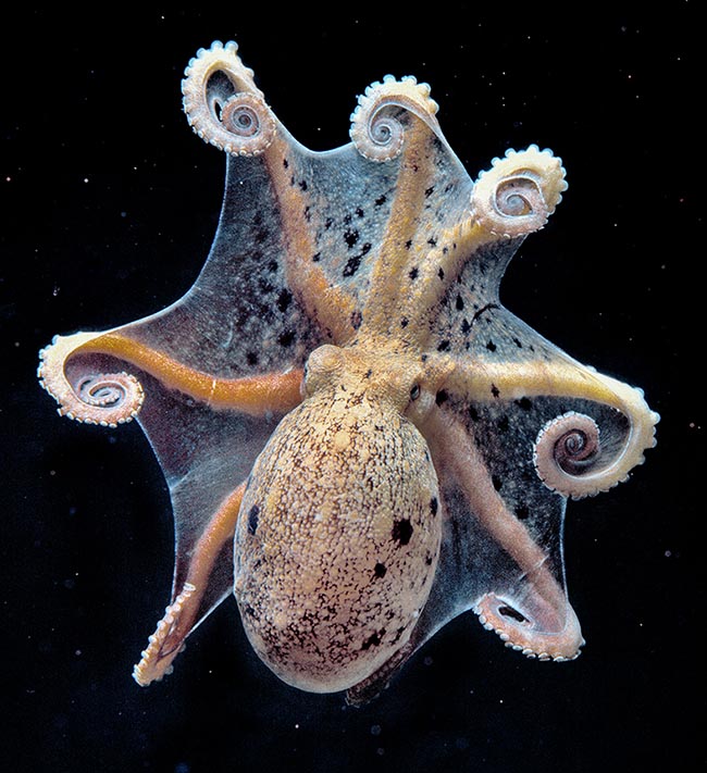 Eledone moschata, Musky octopus