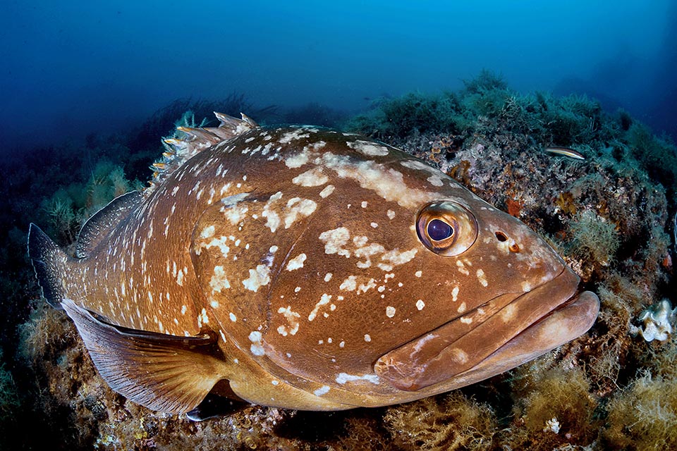 Può raggiungere i 90 kg con una lunghezza di 150 cm, nutrendosi per lo più di seppie, polpi, calamari e granchi, ma anche di pesci, in maniera crescente secondo la taglia