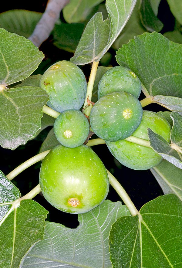 Ficus carica, Moraceae, Common fig 