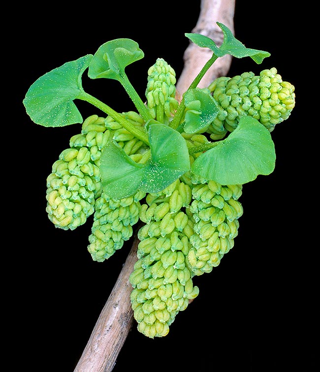 Ginkgo biloba is a dioecious species, that is with reproductive organs growing on different plants. The male ones here shown sprout in spring together with the first leaves and produce abundant pollen entrusted to the wind.