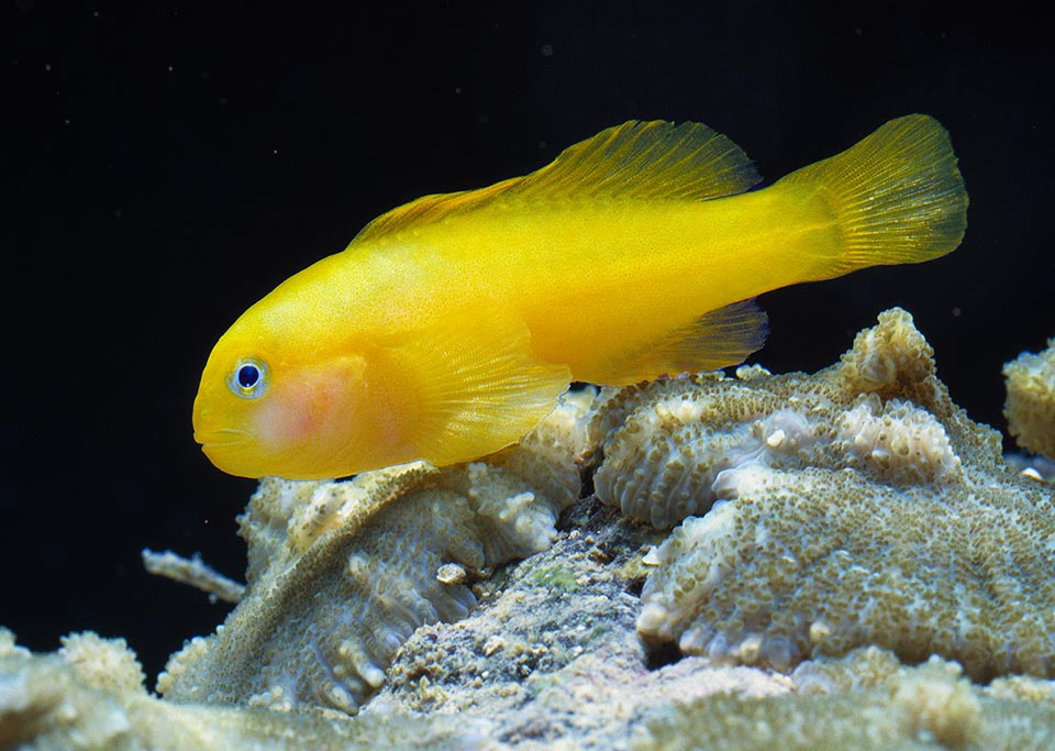 Males of Gobiodon okinawae can turn into females and vice versa.