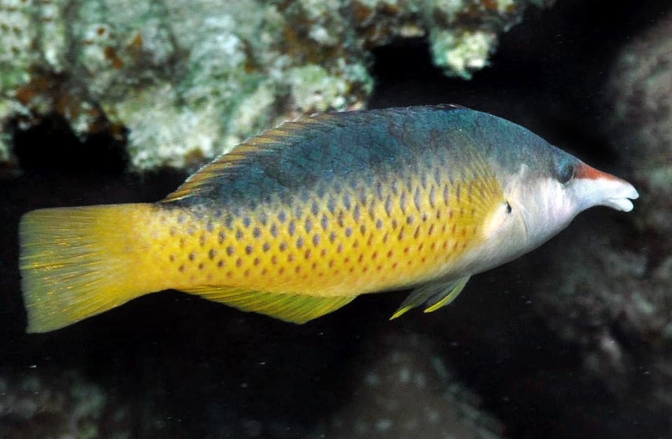 Gomphosus coeruleus, Labridae, Labre-oiseau indien