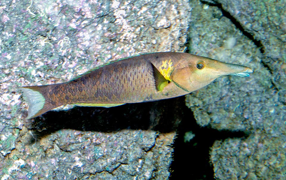 Gomphosus varius, Labridae, Labre oiseau