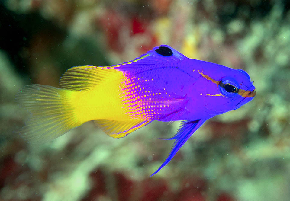 Gramma loreto Il nome del genere nasce dalla linea laterale spezzata che raggiunge i raggi della pinna dorsale e riprende poi, meno evidente, sul peduncolo caudale.