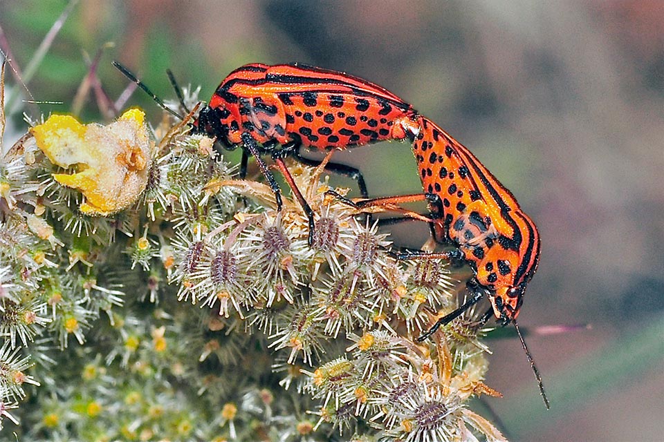 In the ventral part, well visible in this mating, are present dark spots more or less regularly arranged 