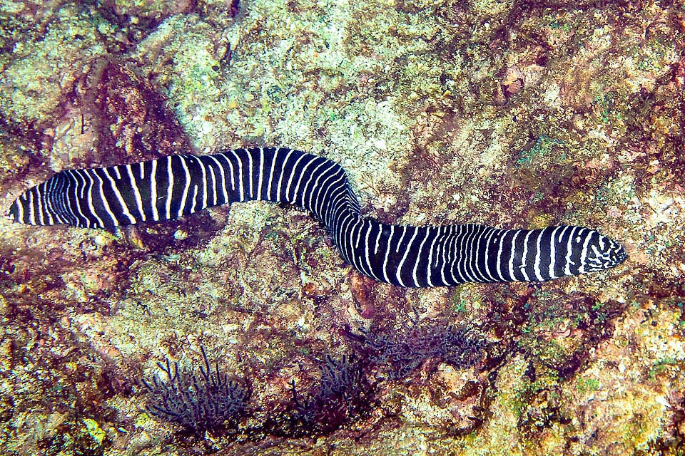 Gymnomuraena zebra has no scales, replaced by protective mucus. There are no pectoral and pelvic fins. The dorsal has merged with the caudal and anal fins for a serpentiform swimming.