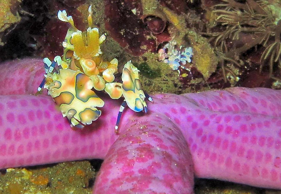 Hymenocera picta, Harlequin shrimp, Hymenoceridae