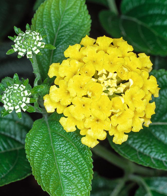 Lantana camara