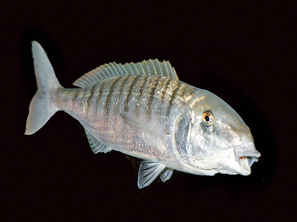 Lithognathus mormyrus, Marmora, Mormora Le mascelle, spesse e dure come indica il termine scientifico Lithognathus, sono armate da più file di denti per afferrare e macinare le prede.