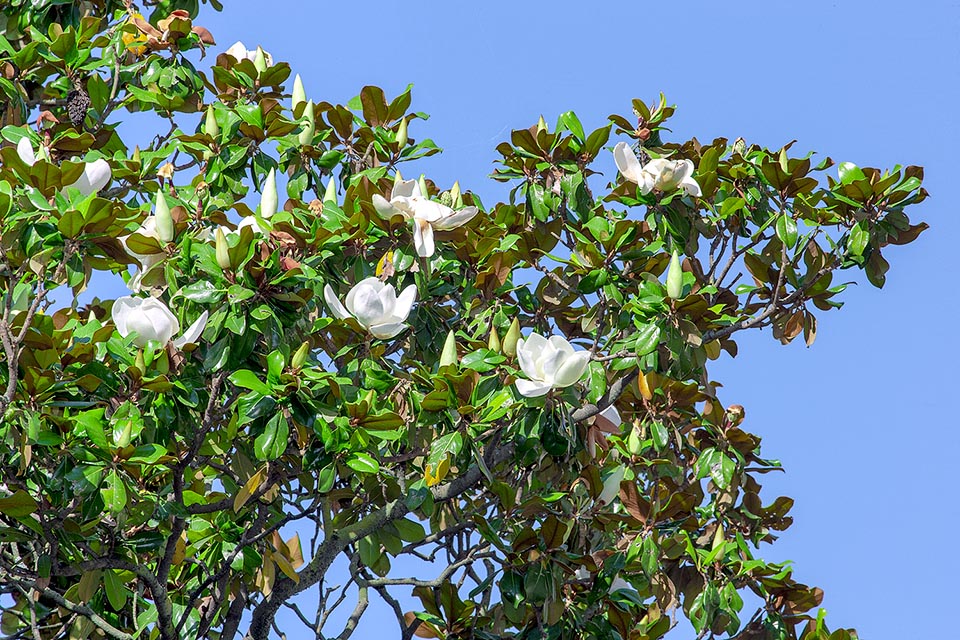 Magnolia grandiflora, Magnoliaceae