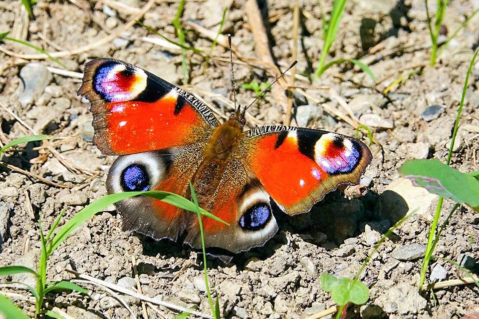 Aglais io, Nymphalidae, Inachis, European Peacock