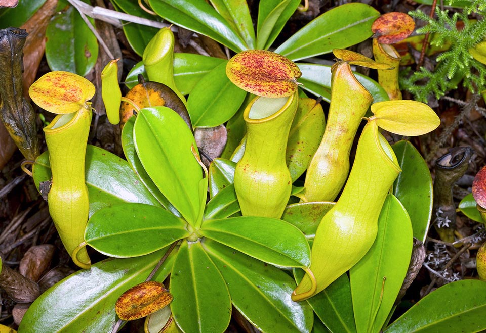 Nepenthes pervillei, la seule plante carnivore des Seychelles, est endémique des îles Mahé et Silhouette entre 400 et 750 m d'altitude 