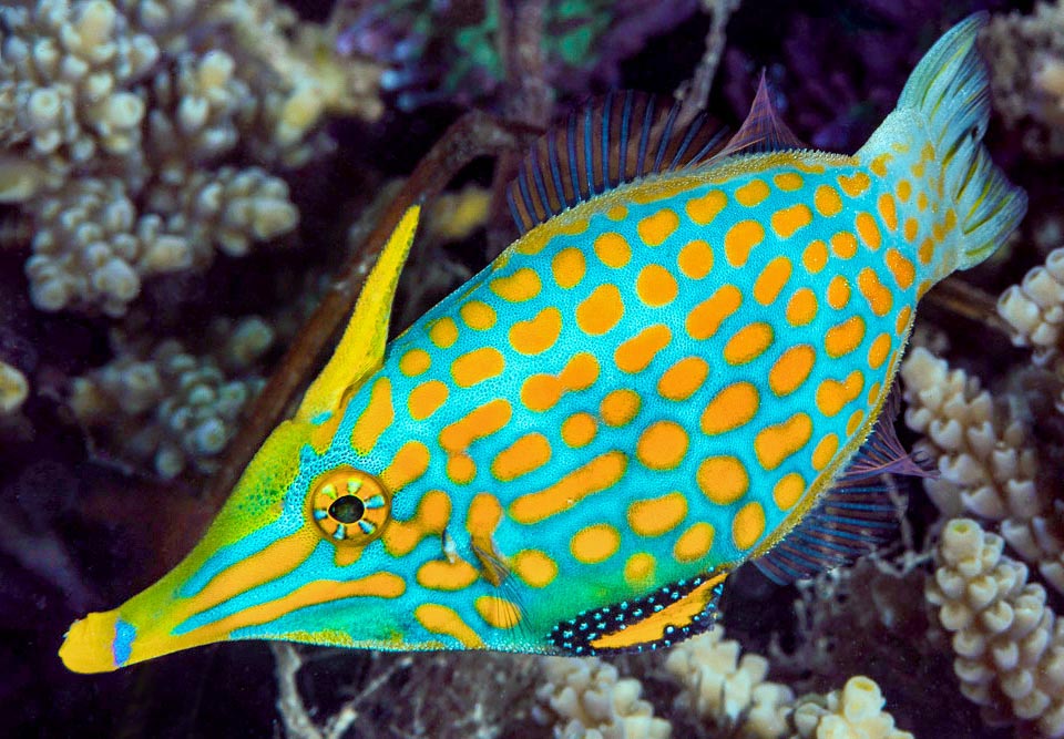 Oxymonacanthus longirostris pertenece al mismo orden que los peces ballesta y también tiene un estilete defensivo en el dorso que puede bloquearse en posición vertical 