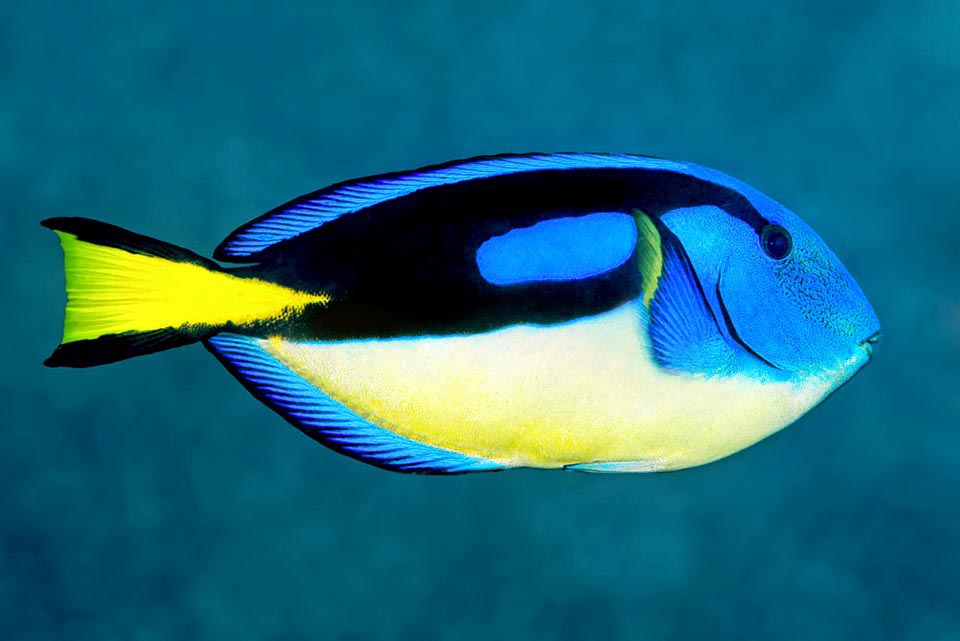 In the western Indian Ocean, like for instance in this Paracanthurus hepatus of the Réunion Island, are found also variants having the belly yellow