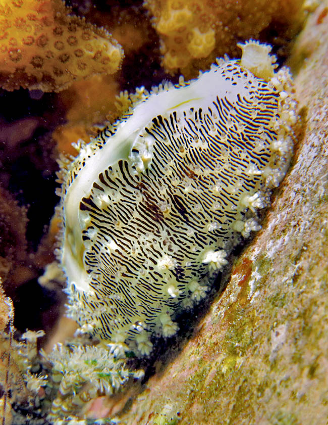 Striking image of a moving Monetaria moneta with the siphon well visible on top 