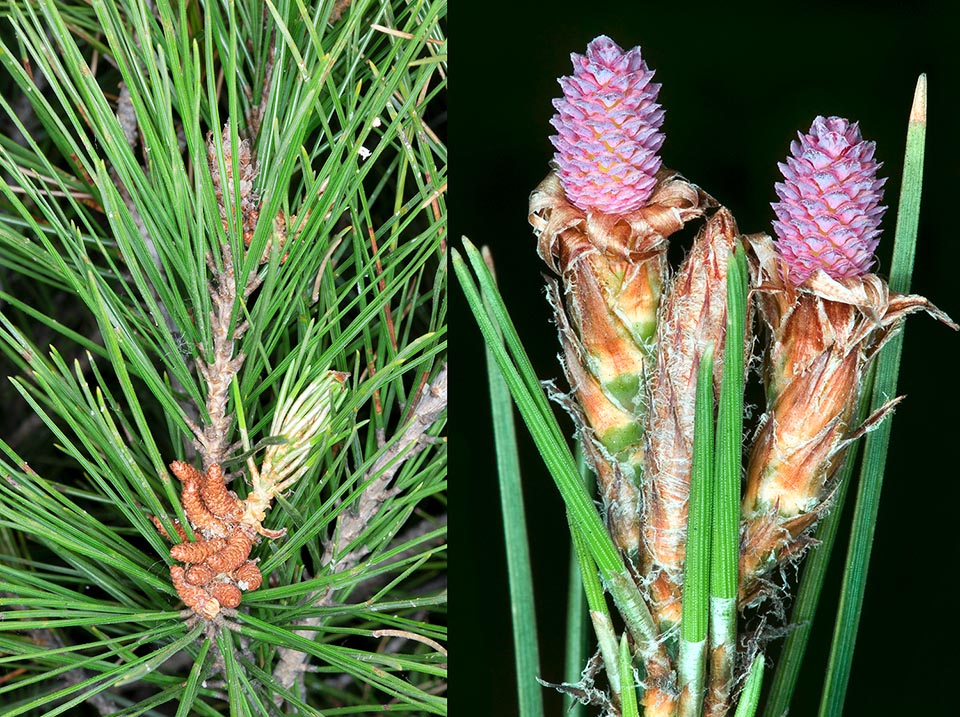 Pinus halepensis strobiles mâles et femelles.