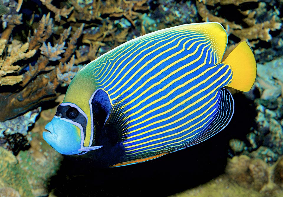 Stands out, close to the head, the showy preopercular spine typical to the angelfishes and the eyes are masked by a dark band.