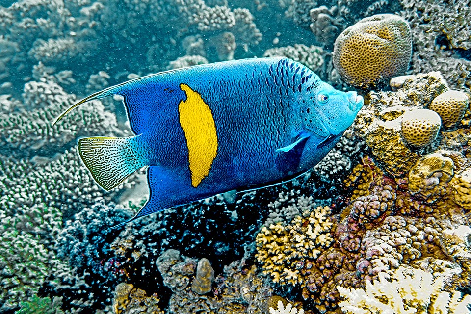 Raggiunge i 50 cm di lunghezza con una livrea inconfondibile per la vistosa fascia gialla laterale e le squame e zone scure ben visibili sul capo.